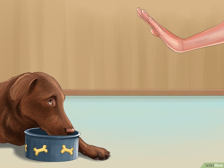 Imagem WikiHow: Como Fazer Comida Para Seu Cachorro