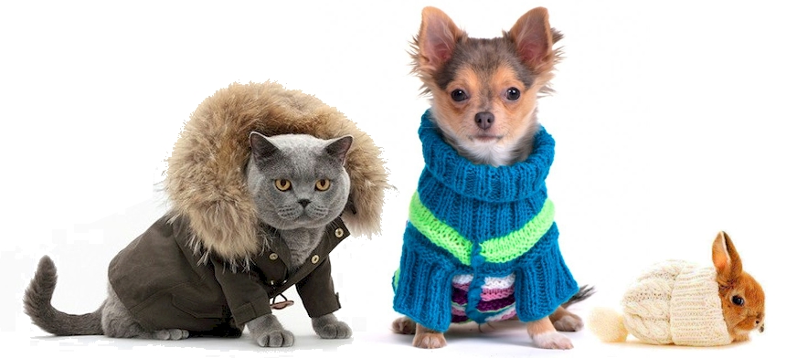 O inverno e os problemas respiratórios e articulares em cães e gatos